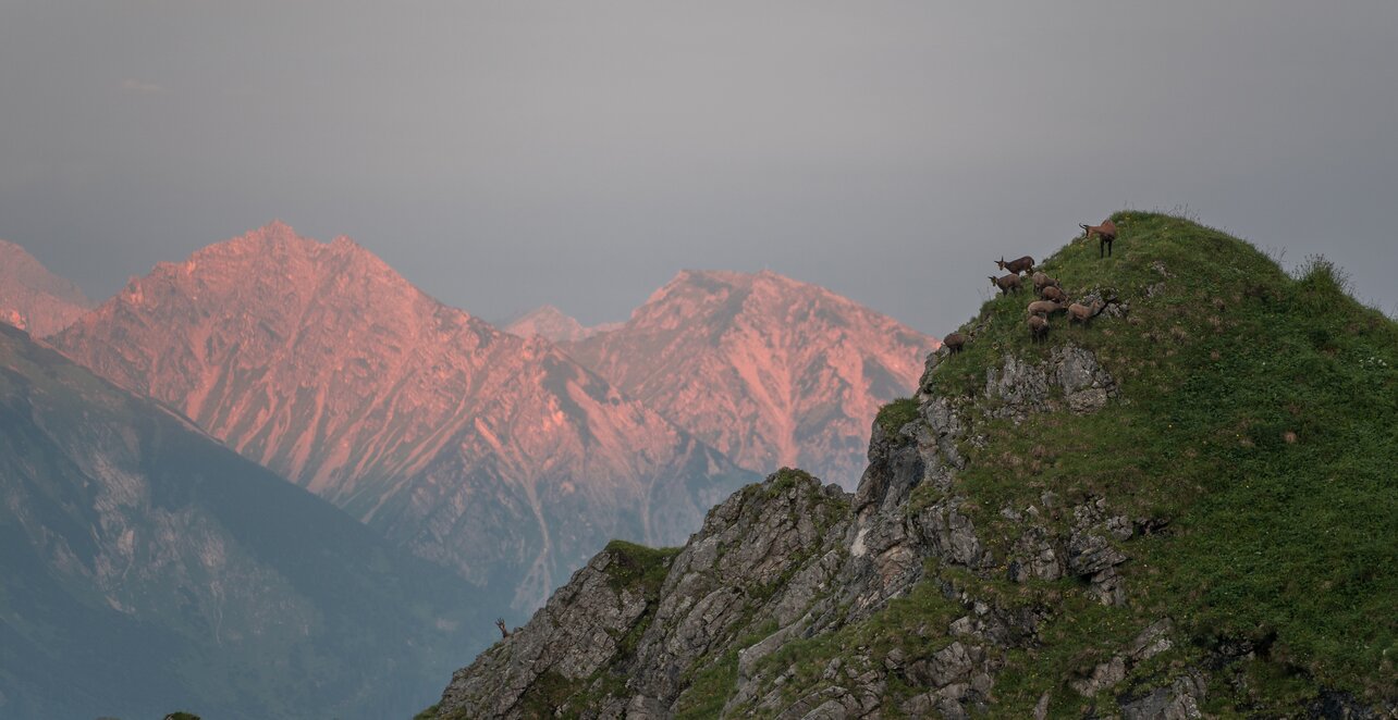 Gamswild auf Berggipfel, Tannheimer Tal im Hintergrund
