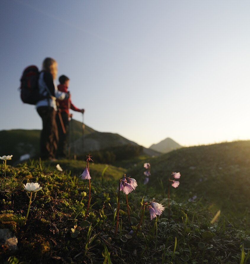 Two hikers in front of an alpine landscape with blooming flowers
